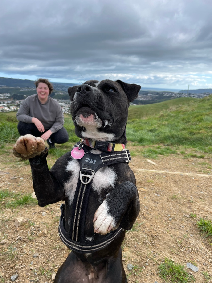 Bellamy the Staffordshire Bull Terrier giving a high five on a hilltop, with Zoe smiling behind him